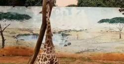 Jerapah Mati Setelah Lehernya Terjepit di Pohon 5 Jam