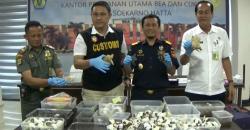 Gagalkan Penyelundupan Ratusan Kura-Kura dan Salamander dari Hongkong