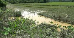 Banjir Bandang Rusak Ratusan Hektare Sawah Warga di Merangin