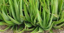 Ampuh Obati Jerawat, Lidah Buaya Juga Punya 4 Manfaat Lain