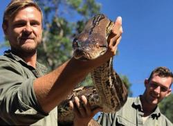 Kegemukan, Piton 'Monster' di Australia Diet Ketat Hindari Obesitas