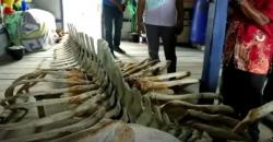 Nelayan Bintan Temukan Tulang Ikan Raksasa Sepanjang 13 Meter