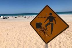 Pantai Ditutup karena Serangan Ubur-Ubur Mematikan di Australia Barat
