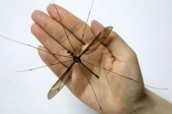 Nyamuk Terbesar di Dunia Akan Dipamerkan Bulan Depan