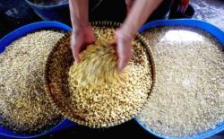 Program Bantuan Pembelian Selisih Harga Kedelai Diperpanjang hingga Desember 2022