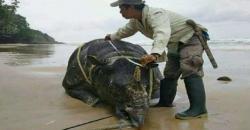 Warga Banten Sesali Kematian Samson, Badak Bercula Satu di Ujung Kulon