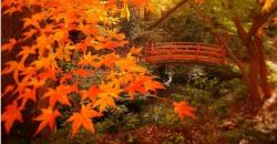 7 Destinasi Instagramable di Tokyo, Datangi Lembah Todoroki yang Sejuk