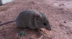 Tikus Gentayangan di Rumah Sakit, Gigit Pasien yang Sedang Koma