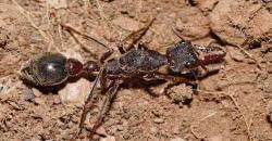 5 Semut Berbahaya di Dunia, Ada yang Bisa Membunuh Manusia