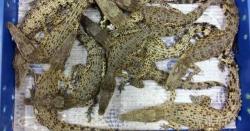 50 Buaya Hidup Asal Malaysia Ditangkap di Bandara London