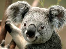 Australia Rogoh Kocek Rp468 Miliar demi Selamatkan Koala