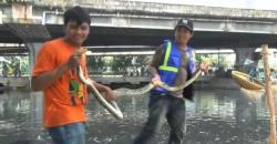 5 Ekor Ular Sanca Muncul dari Kali Ancol, Warga Ketakutan