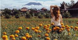 Indah seperti Keukenhof Belanda, Bali Miliki Taman Bunga Marigold