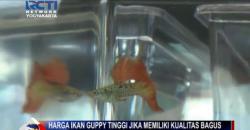 500 Ikan Guppy Ikut Meriahkan Jogja Guppy Contest 2018