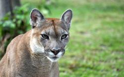 Serang Pengendara Sepeda Hingga Tewas, Seekor Puma Ditembak Mati di AS