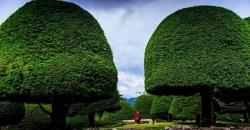 Wisata Bandung, Intip Keunikan Bukit Jamur Ciwidey