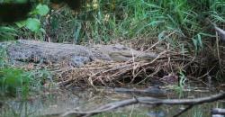 Serangan Buaya di Sungai Batang Gadis, Wanita Muda Tewas Mengenaskan