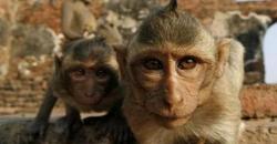 Teknologi Pengenal Wajah Bisa Selamatkan Primata Langka