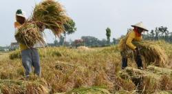 Dorong Produksi Pertanian, Mentan Harap Inovasi Teknologi Ditingkatkan