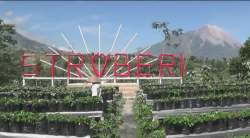 Dampak Hujan Abu Merapi, Wisata Stroberi di Magelang Sepi