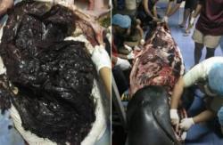 Ikan Paus Mati, di Perutnya Ditemukan 80 Kantong Plastik