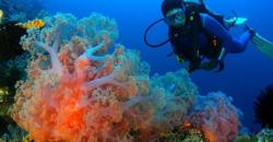 Lebaran di Gorontalo, Singgah ke Taman Laut Olele Lihat Bunga Karang