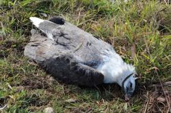 Ratusan Elang Mati Diracun di Negara Bagian Victoria, Australia
