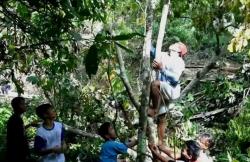 Heboh Warga Polewali Mandar Temukan Pohon Cabai Setinggi 6 Meter