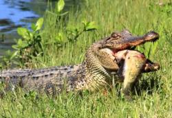 Tragis, Perempuan dan Anjingnya Diterkam Buaya