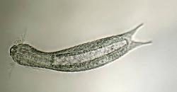 5 Hewan dengan Umur Terpendek, Ada yang Hanya Sehari