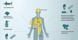 Bahaya Konsumsi Ikan Mas dan Lele Terpapar Merkuri