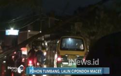 Hujan Lebat, Pohon Tumbang Tutup Akses Jalan di Tangerang