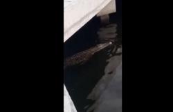Viral, Video Buaya Liar Berenang di Dermaga Sunda Kelapa ke Arah Ancol