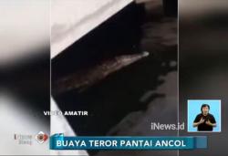 Viral Buaya Berenang di Pantai Ancol, Warga Cemas