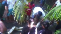 Usai Temukan Jasad Korban Dimangsa Ular, Warga Tangkap Piton Raksasa