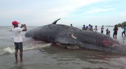 Paus Sperma Ditemukan Mati di Pantai Kuala Baroh Bugeng Aceh Timur
