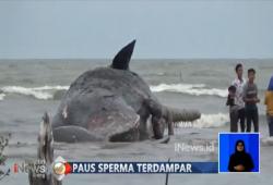 Paus Sperma 10 Ton Mati Terdampar di Pantai Kuala Aceh