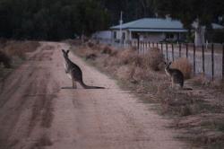 Musim Kemarau, Jutaan Kanguru Serbu Jalanan dan Pengemudi di Australia