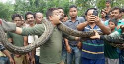 Selfie dengan Ular Piton Raksasa, Polisi Hutan Ini Nyaris Celaka