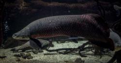 Pakar IPB: Ikan Arapaima Gigas Berbahaya untuk Perairan Indonesia