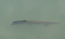 13 Ikan Arapaima di Sungai Brantas Tertangkap, Sisanya Berkeliaran