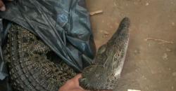 Kondisi Mati, Seekor Buaya di Kali Grogol Ditemukan Warga