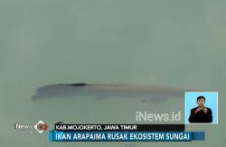 Rusak Ekosistem, 13 Ikan Arapaima Gigas Ditangkap Warga di Sungai Brantas