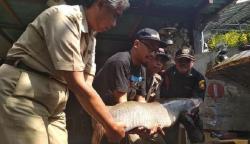 Nelayan Tangkap Ikan Arapaima Gigas Seberat 30 Kg di Kali Surabaya
