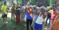 Heboh Ular Raksasa Tertangkap Warga Tangerang di Kandang Ayam