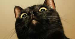 Kucing Ini Jadi yang Pertama Didiagnosis Positif Covid Varian Inggris