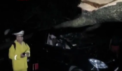 Pohon Tumbang di Medan, 30 Mobil dan Puluhan Sepeda Motor Ringsek