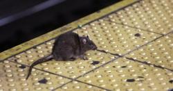 Begini Akibatnya jika Tikus Tiba-Tiba Muncul di Kereta