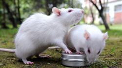 Ini Negara-Negara di Dunia yang Jadikan Tikus sebagai Menu Makanan