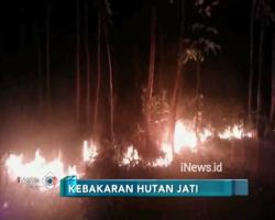 Gara-Gara Puntung Rokok, Hutan Jati Ludes Terbakar di Bojonegoro